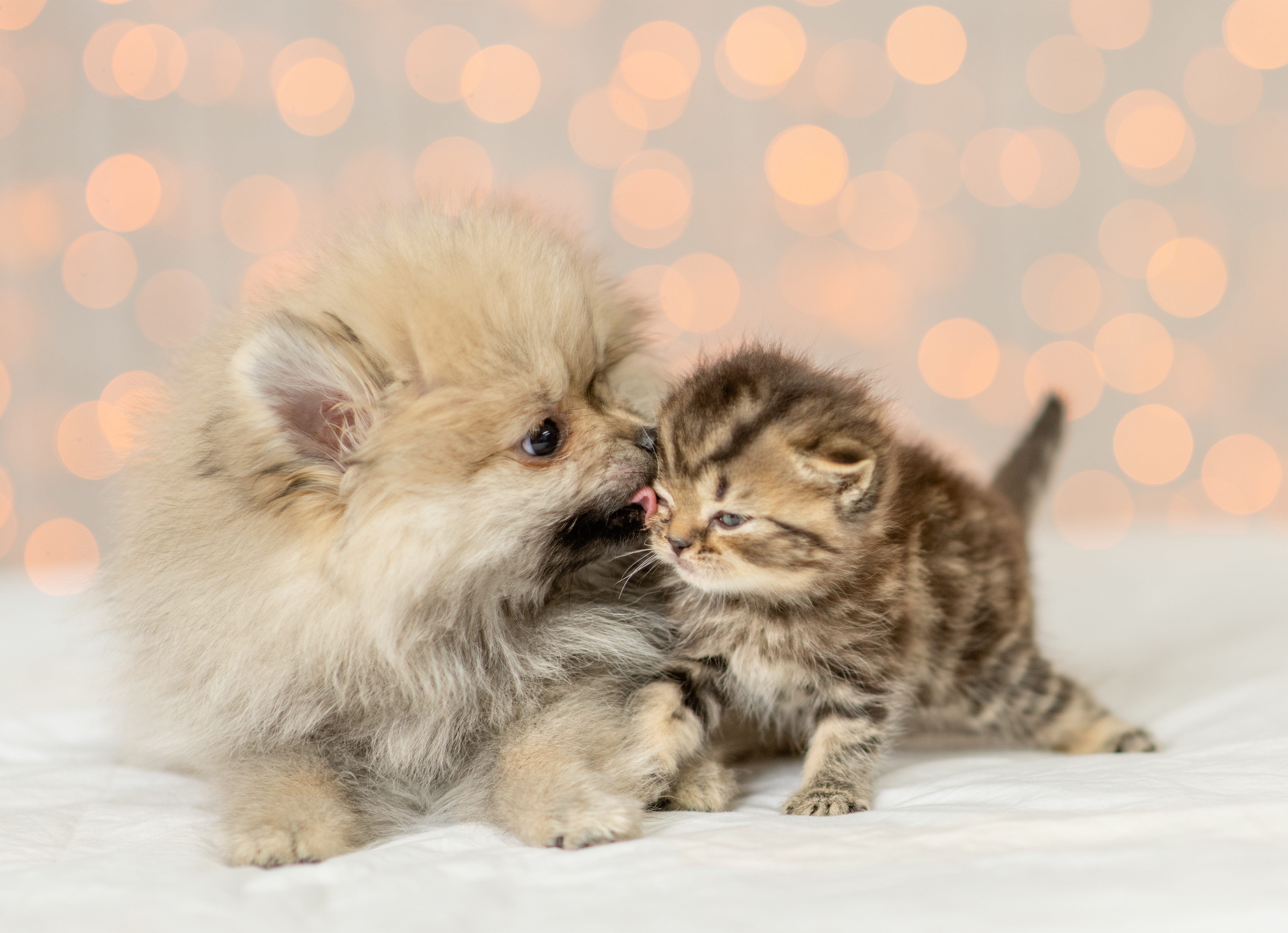 Dog and cat (Image: Ermolaev Alexander)